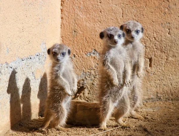 Baby Meerkats — Stock Photo, Image