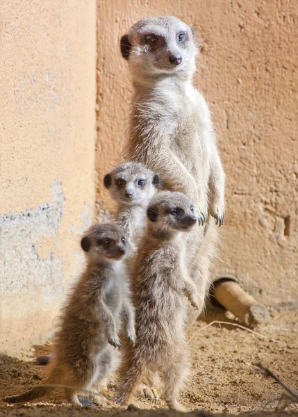 Mamma och baby meerkats — Stockfoto