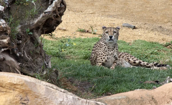 Cheetah — Fotografie, imagine de stoc