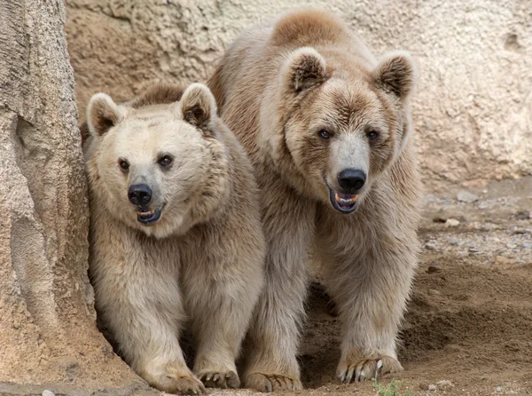 2 브라운 곰 — 스톡 사진