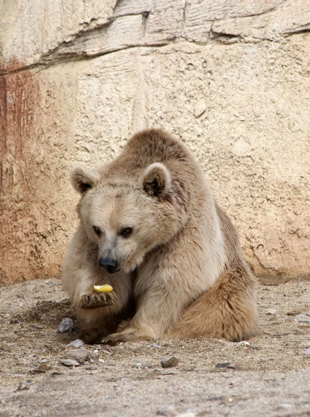 Καφέ αρκούδα — Φωτογραφία Αρχείου