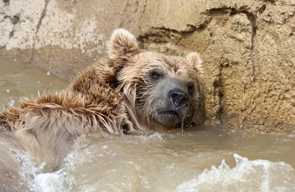 Brun björn — Stockfoto