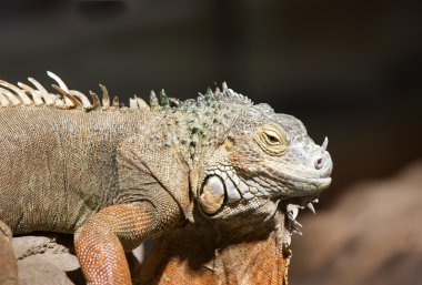 Yeşil iguana