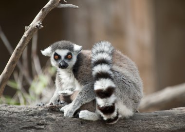 Ring Tailed Lemur clipart