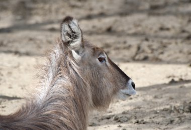 bir waterbuck yakın çekim