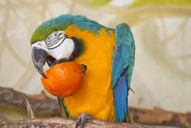Blue and Yellow Macaw clipart