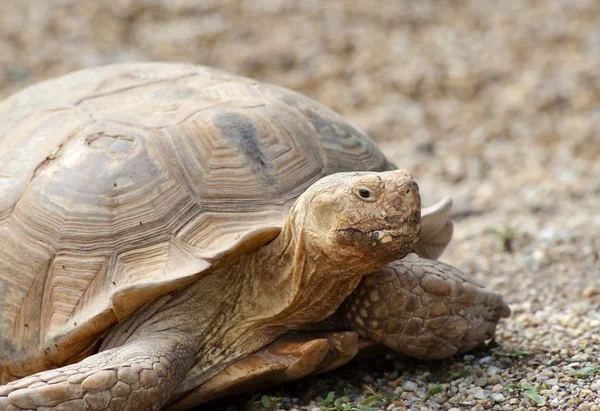 Närbild av en gigantisk sköldpadda — Stockfoto