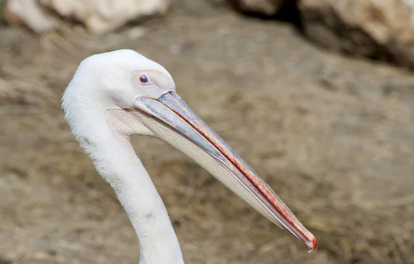 Pélican blanc — Photo