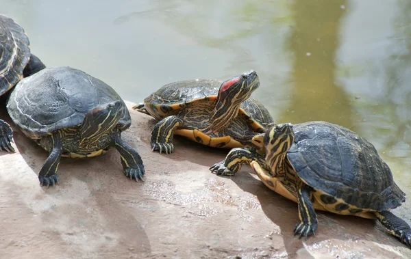 Grupo de tartarugas de pescoço vermelho — Fotografia de Stock