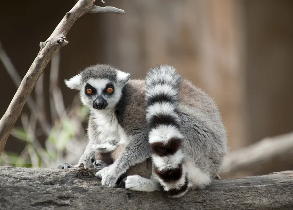 Ring Tailed Lemur Stock Picture