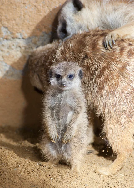 Baby Meerkat — Stock Photo, Image