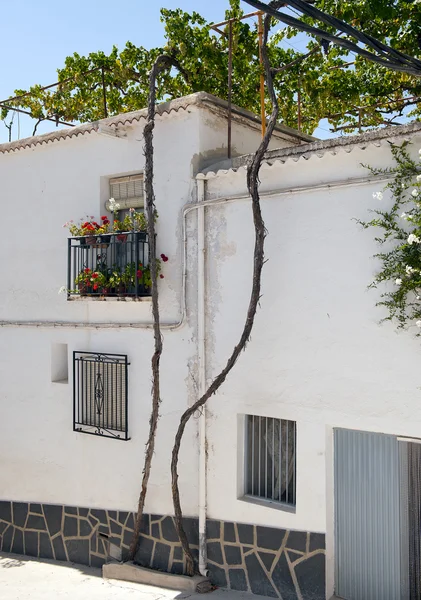 Vine growing on a house in Cadiar Village — Stock Photo, Image