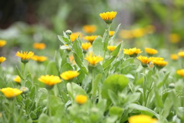 Marigold alan (calendula)