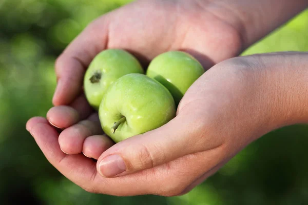 Hände, die grüne Äpfel halten — Stockfoto