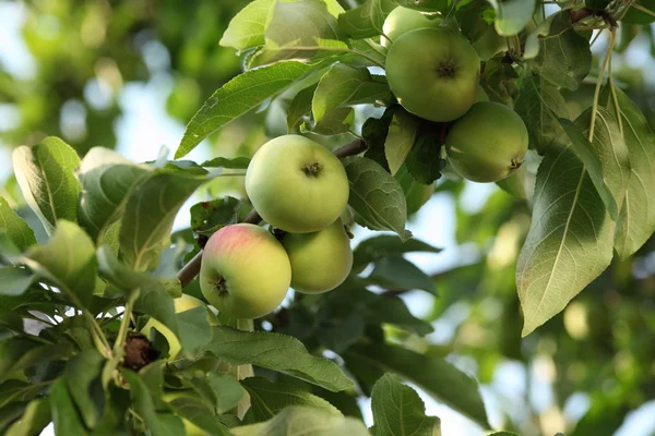 stock image Apples on a branch