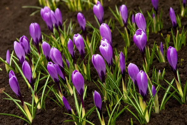 Spring holiday crocus flowers — Stock Photo, Image