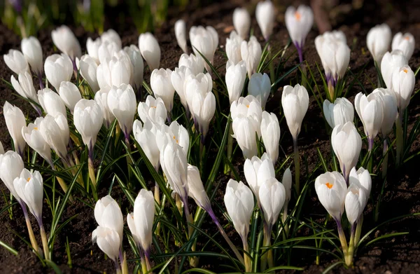 Spring holiday white crocus flowers — Stock Photo, Image