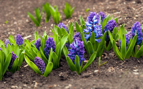 Blue Hyacinth — Stock Photo, Image