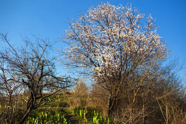 Yabani kayısı ağacı çiçek — Stok fotoğraf