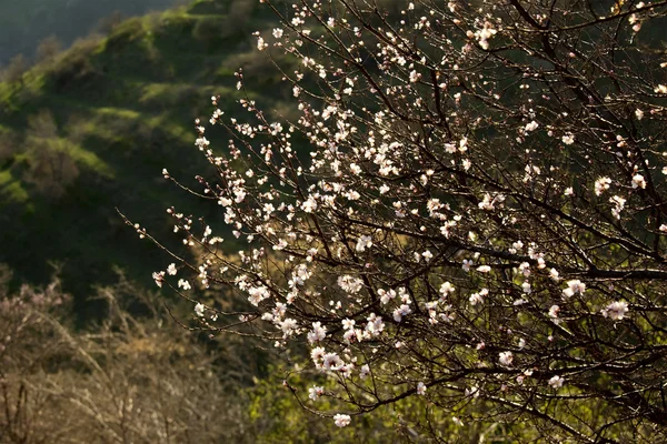 야생 살구 나무 꽃 — 스톡 사진