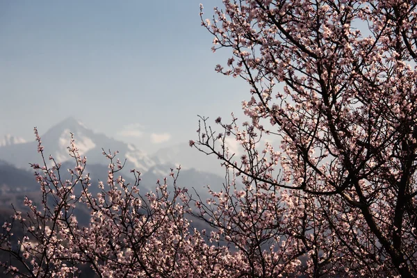 stock image Blooming wild apricot tree