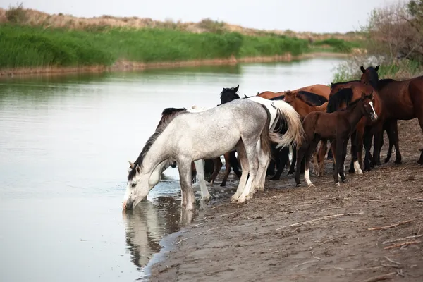 Cavalos na rega — Fotografia de Stock