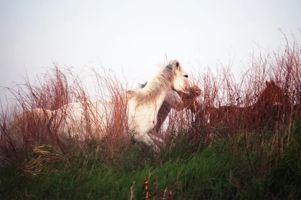 Белая лошадь на траве на закате — стоковое фото
