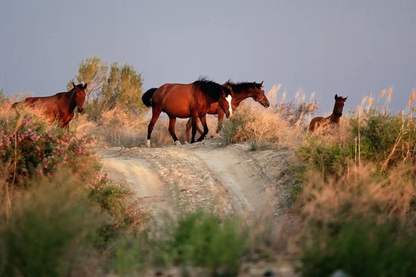 Paarden bij zonsondergang — Stockfoto