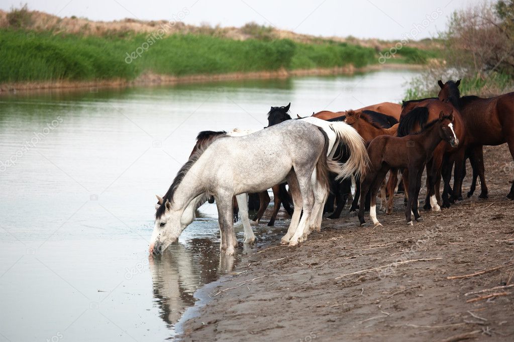 Horses at the Watering