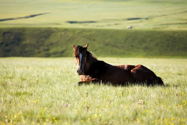 Kůň ležící v trávě — Stock fotografie