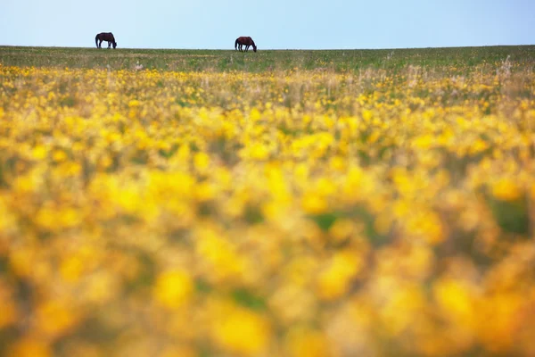 Silhouettes de deux chevaux dans la prairie — Photo