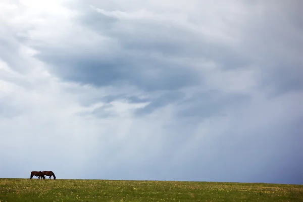 Silhouetten van twee paarden en storm hemel — Stockfoto