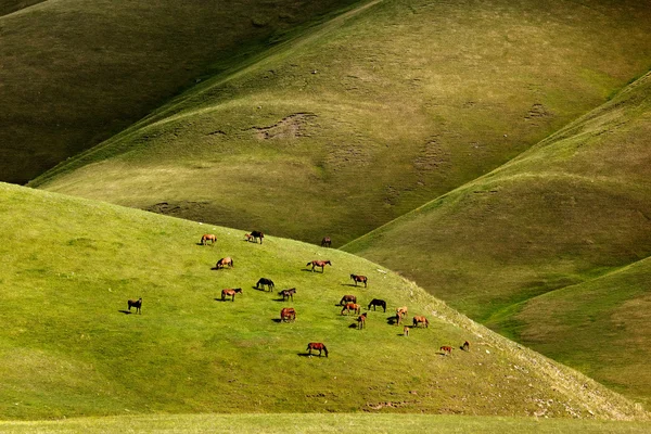 马在山上吃草 — 图库照片