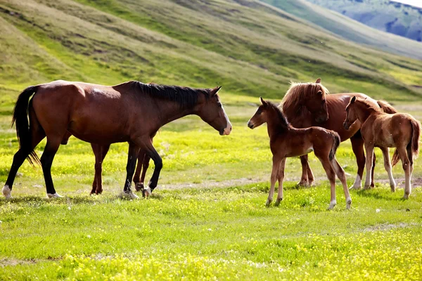 Mares and foals — Stock Photo, Image
