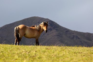 Mare grazes in the mountain clipart