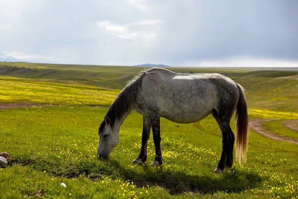 Mare grazes in the meadow — Stock Photo, Image