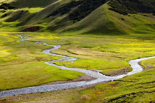 Маленькие реки на альпийских лугах — стоковое фото