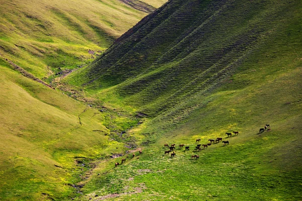 Les chevaux paissent dans les montagnes — Photo
