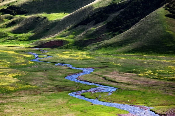 Petite rivière dans les prairies alpines — Photo