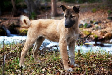 Genç köpek