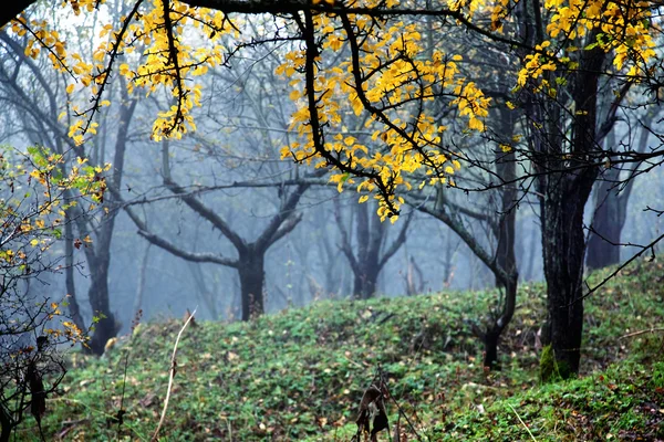 Ομίχλη και το φθινόπωρο στο δάσος — Φωτογραφία Αρχείου