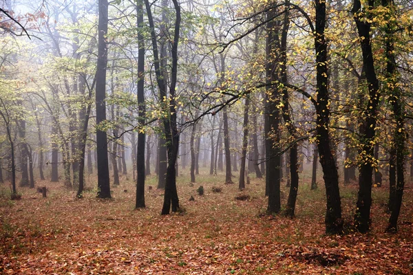 Dimma och höst i skogen — Stockfoto