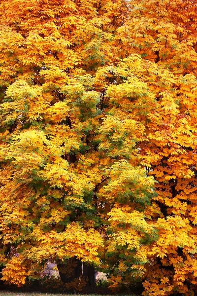 Herbstkastanie — Stockfoto