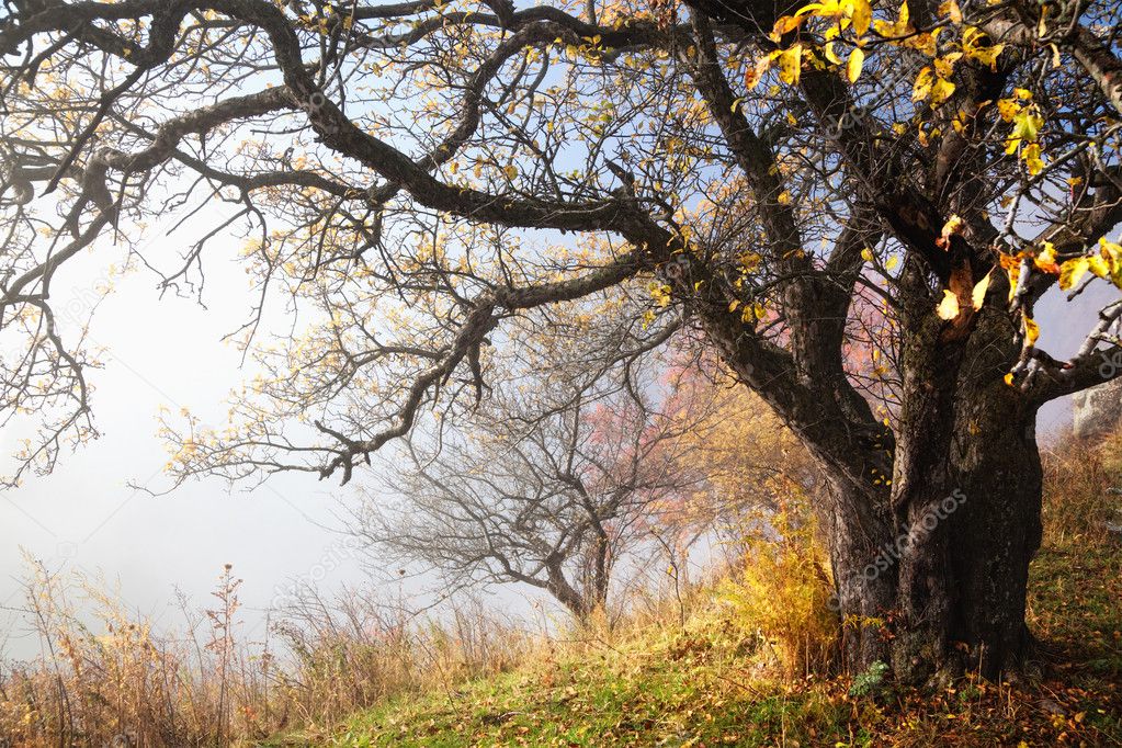 Autumn tree and fog