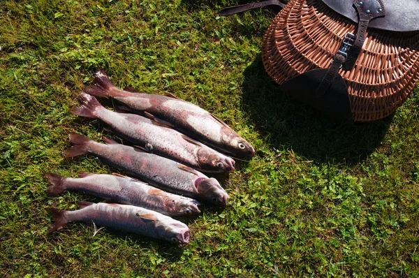 Pesca en el río de montaña en Mongolia —  Fotos de Stock