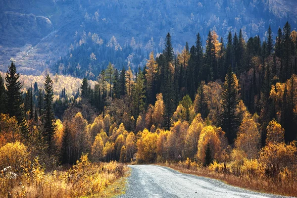 Gamlevei i høst- og fjellskog – stockfoto