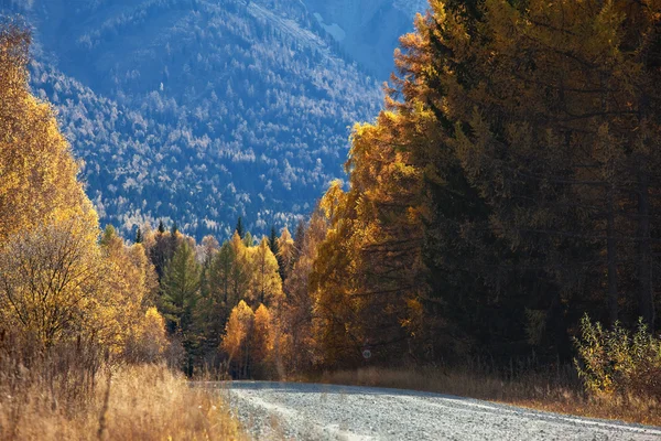 Old country road in autumn mountain forest — Stock Photo, Image