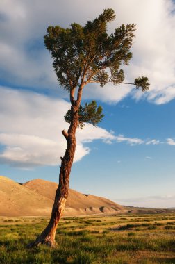 Lone tree in desert mountains clipart