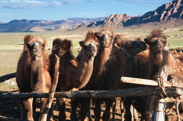Jonge kamelen in de paddock — Stockfoto