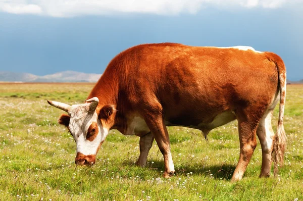 Красный бык на пастбище — стоковое фото